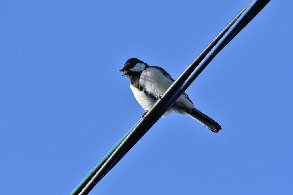 シジュウカラ　　　DSC_1568