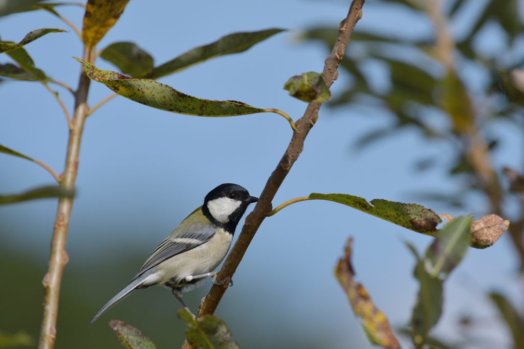 シジュウカラ　DSC_0590