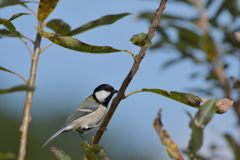 シジュウカラ　DSC_0590