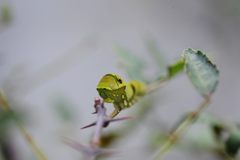ナミアゲハの幼虫　４　DSC_4025