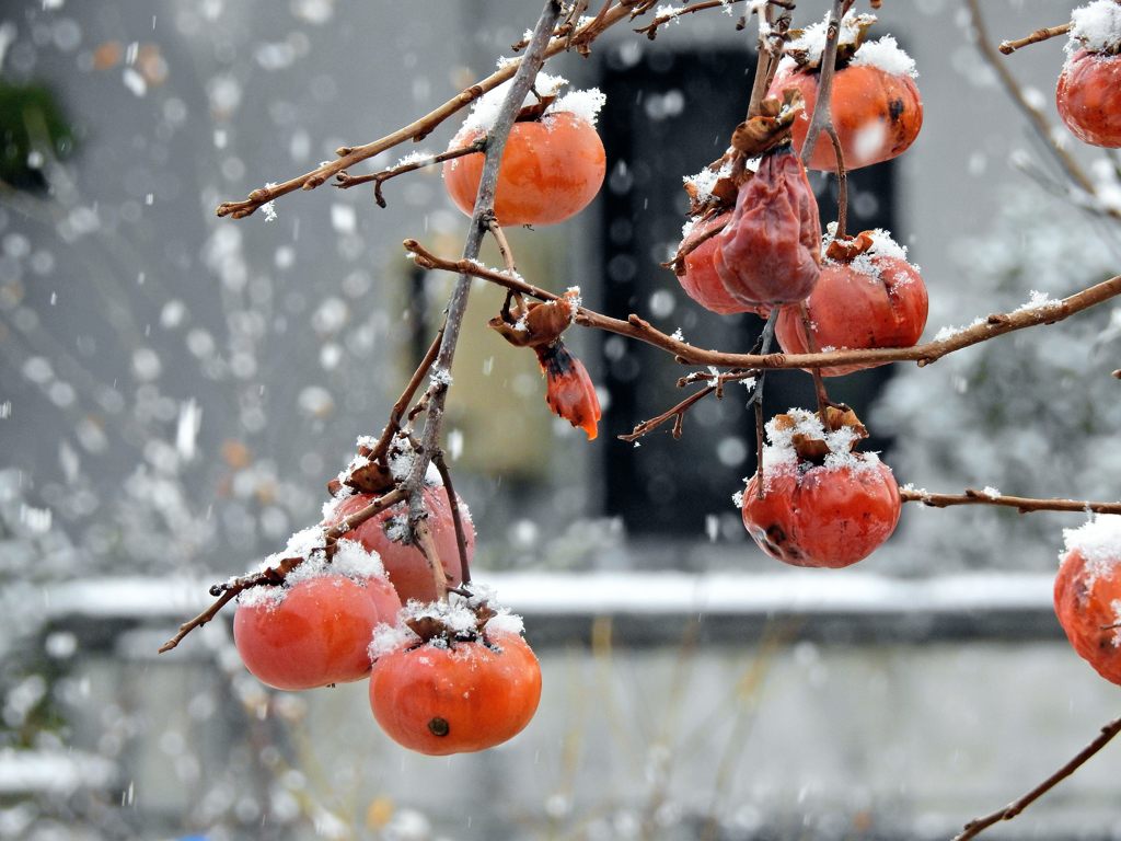 里に初雪降る頃　DSCN0747
