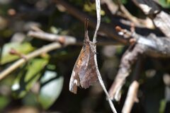 まるで枯葉　　DSC_4477