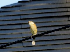 何かな？　IMG_0405