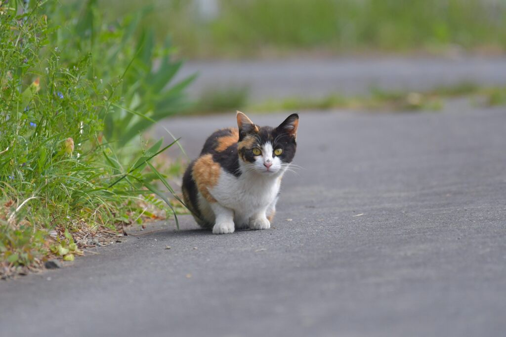 ノラちゃん　　DSC_9099