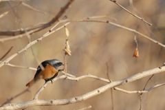 まだかゆいな～　DSC_2262