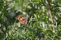 暖かい日に～テングチョウ～　DSC_8281