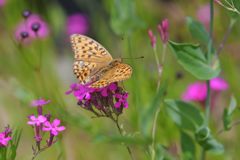 野の花にとまる　DSC_0358