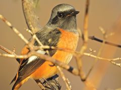 アップで　DSCN0792