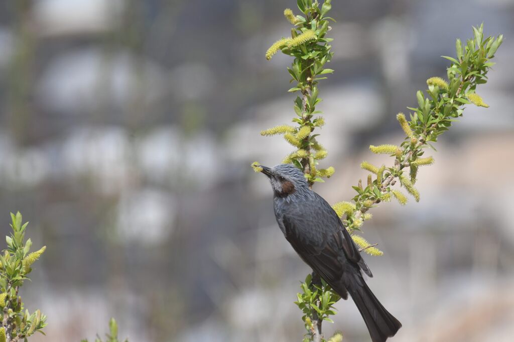新芽を食す　　DSC_1730