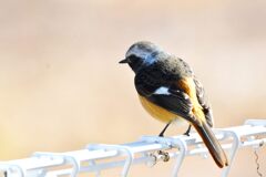 いつものフェンスに　　　DSC_8103