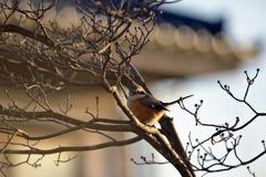 モズの来訪　DSC_1570