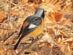 パクッ！　DSCN1928