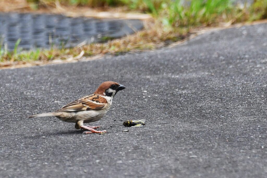 キバネツノトンボご難　　　DSC_2438