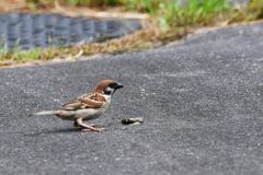 キバネツノトンボご難　　　DSC_2438