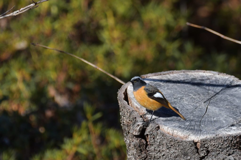 公園のジョビ太　１　DSC_5119