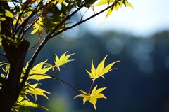 黄葉　DSC_3096