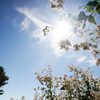 光の中で　　DSC05550