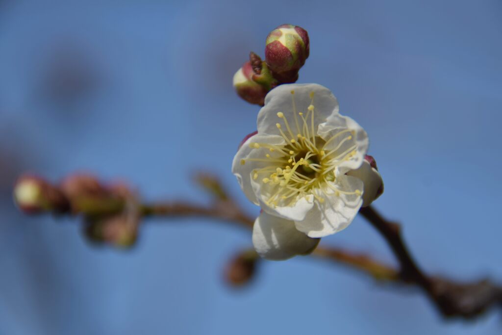 堤防の梅　１　DSC_8149