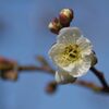 堤防の梅　１　DSC_8149