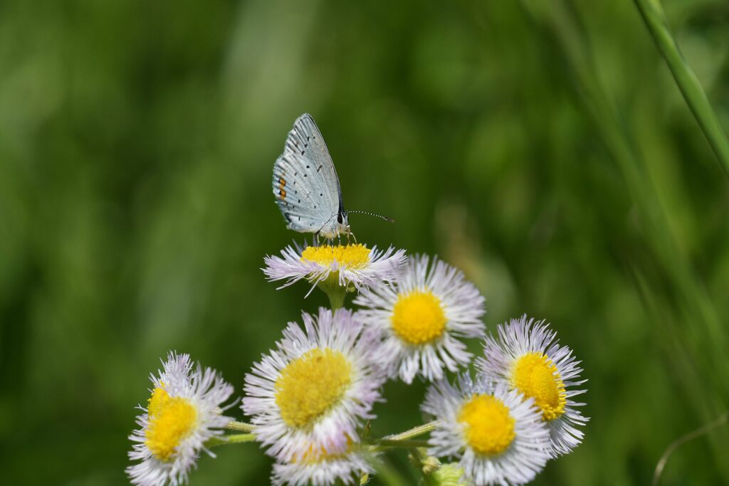 野の花にツバメシジミ　　DSC_7148