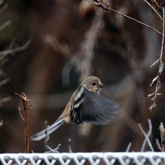 フワッと　     DSC_9574