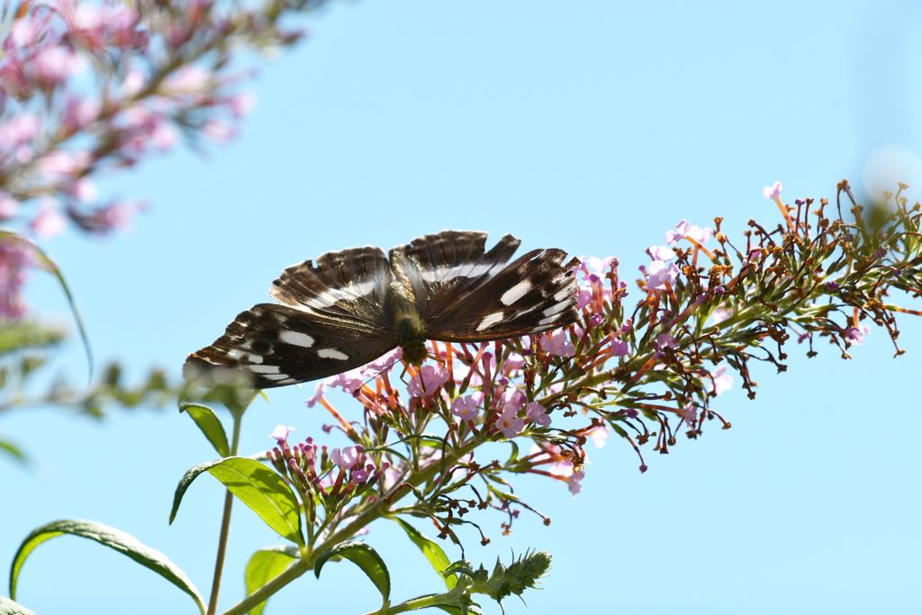 メスグロヒョウモン♀の翅表　DSC_7358
