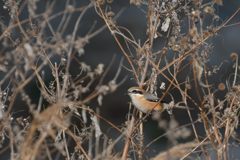 ここも縄張り　DSC_3193