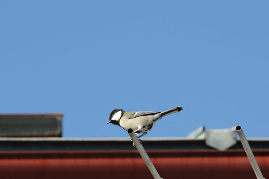 アンテナで一休み　　DSC_8226