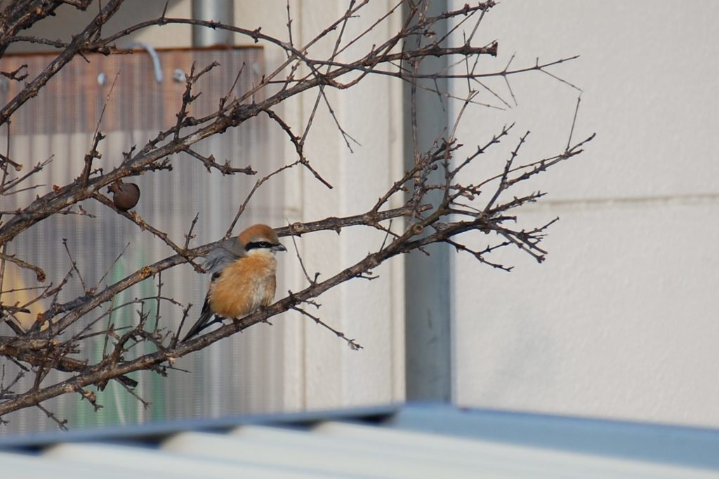 元気だった？　 DSC_2526