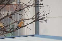 元気だった？　 DSC_2526