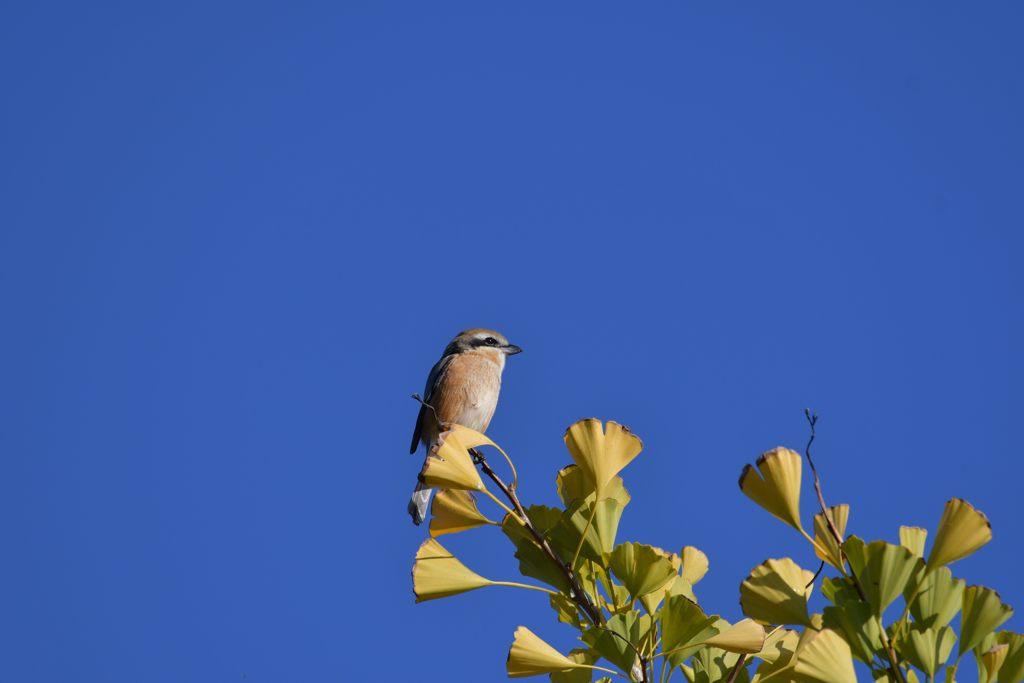 朝のモズ　DSC_2019