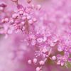 ピンクに霞む　DSC_5428