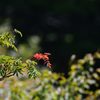 移りゆく季節　DSC_5878