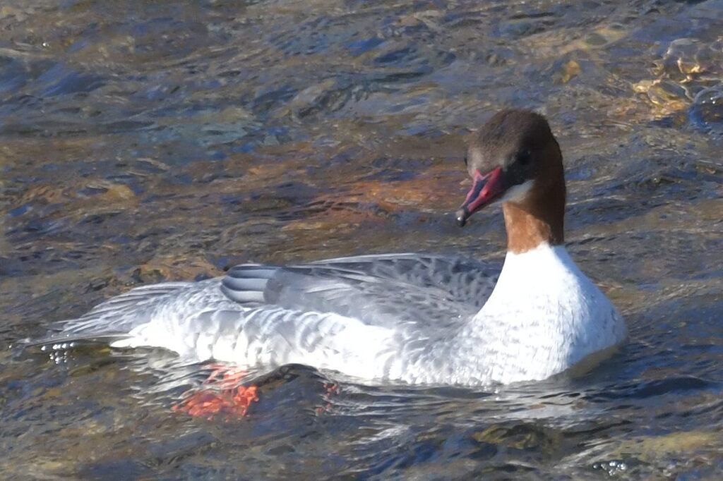 おしゃれな嘴　　DSC_6719