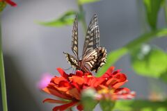 ナミアゲハ　DSC_1874