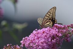 ブッドレアにナミアゲハ　　DSC_0046