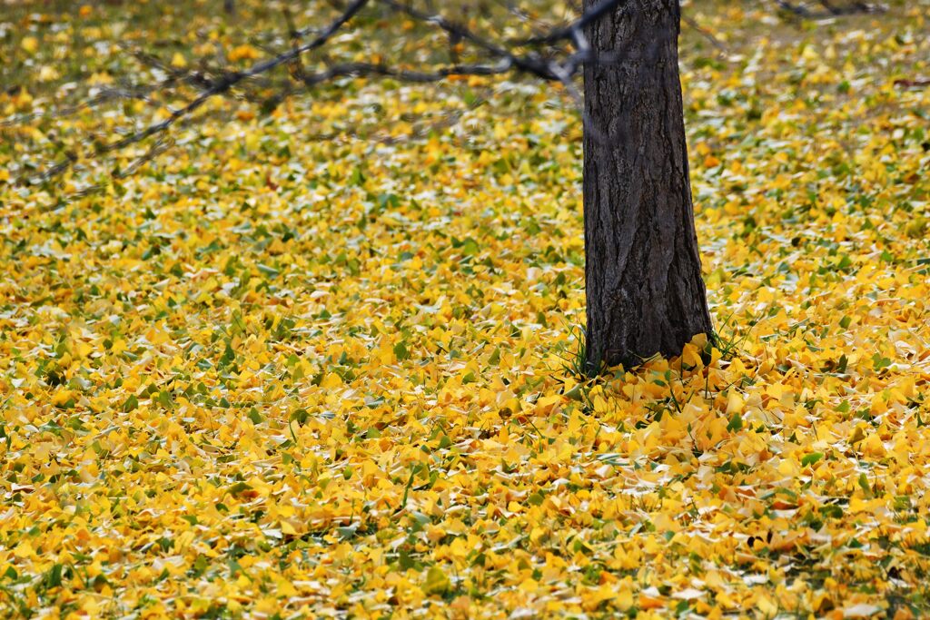 落ち葉　　DSC_5086