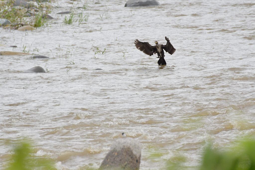 着水　２　DSC_8181