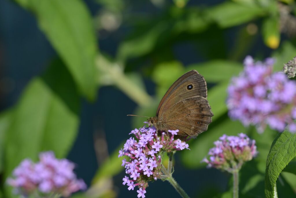 三尺バーベナにジャノメチョウ　　DSC_0407