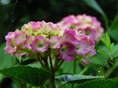 鮮やかに咲く　　IMG_1632