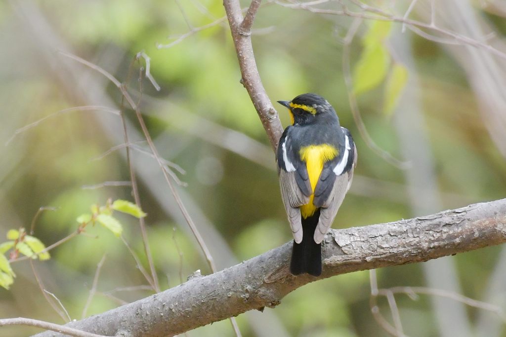 輝く黄色　DSC_9823