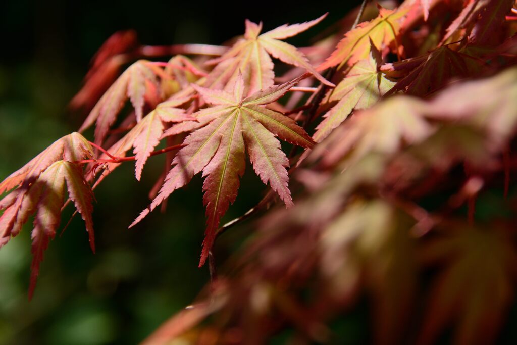 春紅葉　　DSC_4090