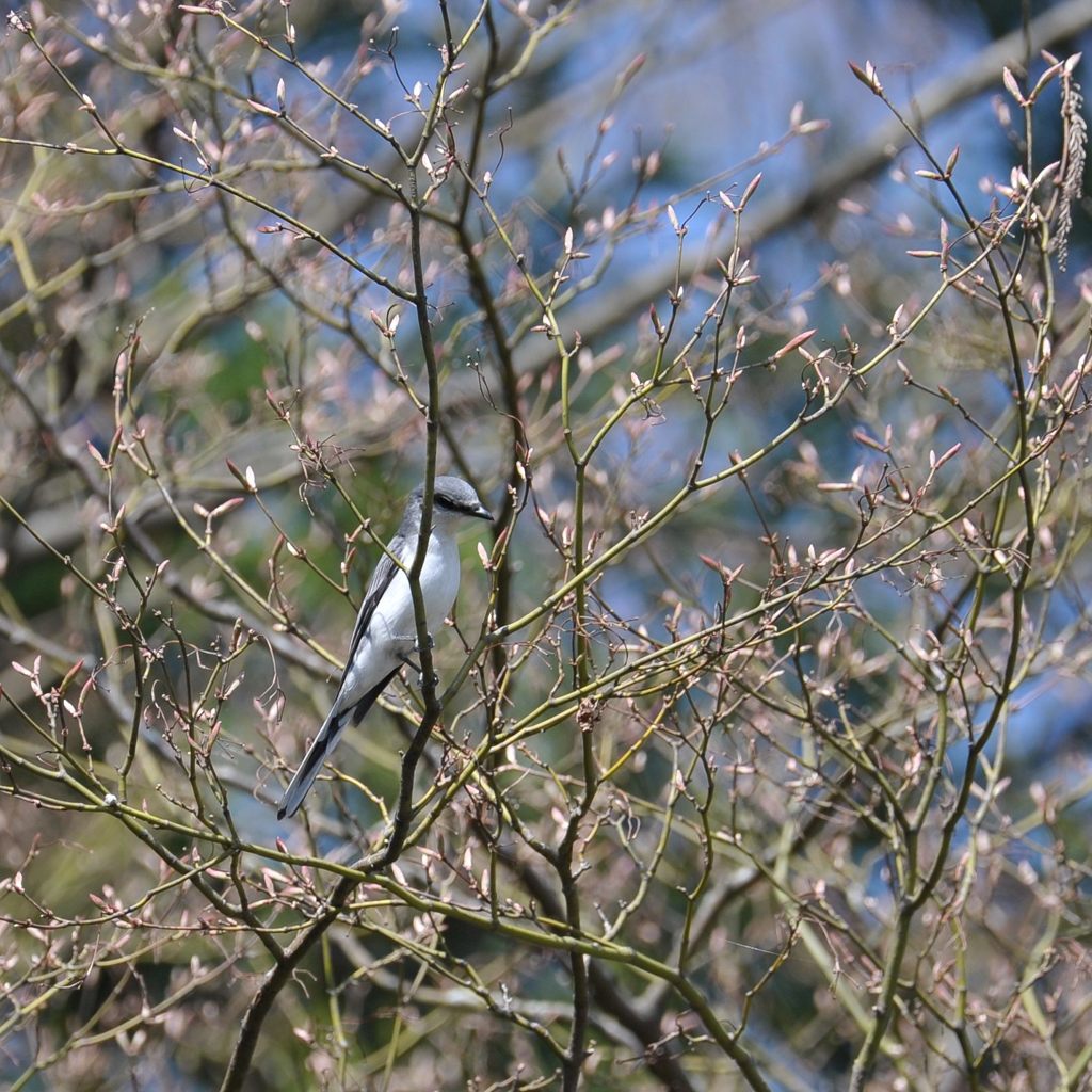 凜々しいね　　DSC_2433