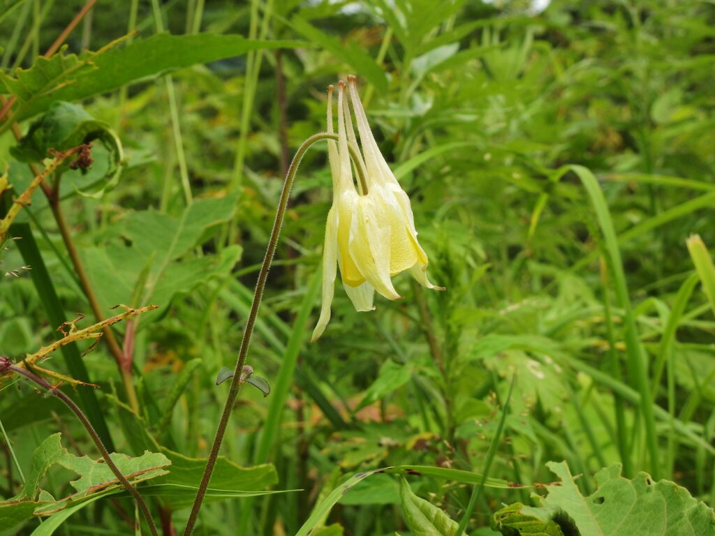 ヤマオダマキ　DSCN7819