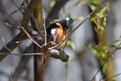 羽繕い　　DSC_5249