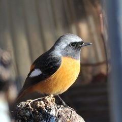 お見合い写真にでもする？　DSC_7743