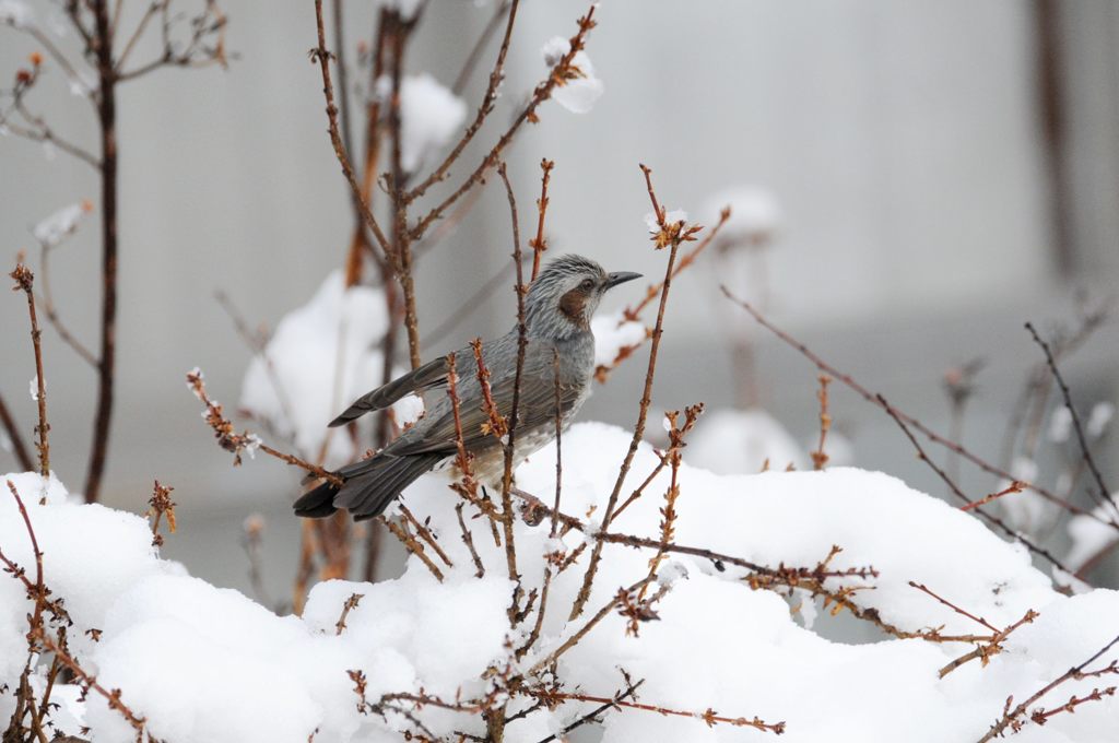 そっちにごちそうあるの？　　DSC_2893