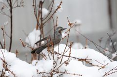 そっちにごちそうあるの？　　DSC_2893
