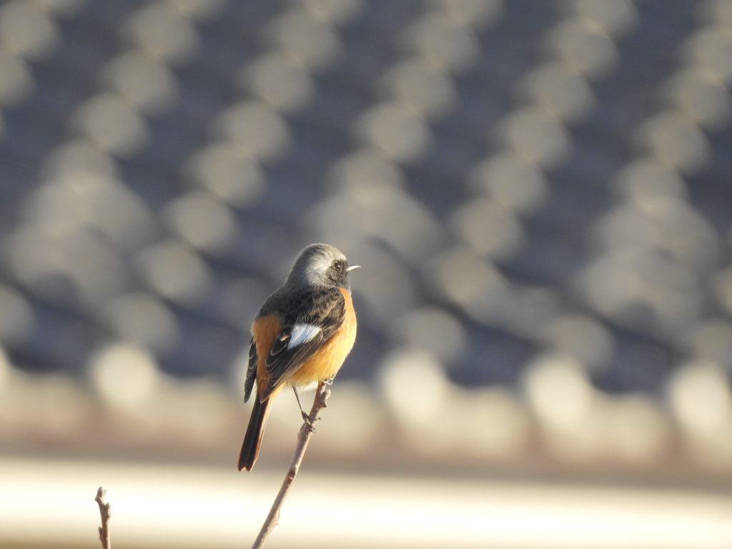 人家近くにて　　DSCN2023