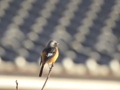 人家近くにて　　DSCN2023